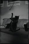Radford Bascome's cat, Marvin