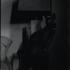 Radford Bascome's cat, Marvin