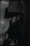 Radford Bascome's cat, Marvin