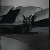 Radford Bascome's cat, Marvin