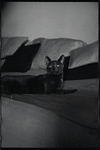 Radford Bascome's cat, Marvin