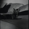 Radford Bascome's cat, Marvin