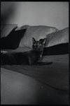 Radford Bascome's cat, Marvin