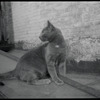 Radford Bascome's cat, Marvin