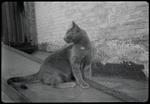Radford Bascome's cat, Marvin