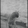 Radford Bascome's cat, Marvin