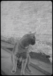 Radford Bascome's cat, Marvin