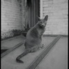 Radford Bascome's cat, Marvin