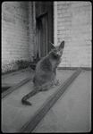 Radford Bascome's cat, Marvin