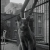 Radford Bascome's cat, Marvin