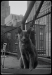 Radford Bascome's cat, Marvin