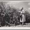 Mrs. Mattie Hart, mother-in-law of John M. Washam, picking English peas out of their home garden. Transylvania Project, Louisiana