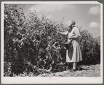 Mrs. Mattie Hart, mother-in-law of John M. Washam, picking English peas out of their home garden. Transylvania Project, Louisiana