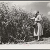 Mrs. Mattie Hart, mother-in-law of John M. Washam, picking English peas out of their home garden. Transylvania Project, Louisiana