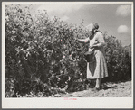 Mrs. Mattie Hart, mother-in-law of John M. Washam, picking English peas out of their home garden. Transylvania Project, Louisiana