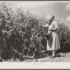 Mrs. Mattie Hart, mother-in-law of John M. Washam, picking English peas out of their home garden. Transylvania Project, Louisiana