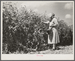 Mrs. Mattie Hart, mother-in-law of John M. Washam, picking English peas out of their home garden. Transylvania Project, Louisiana