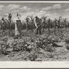 Mr. and Mrs. John M. Washam hoeing in their garden. Transylvania Project, Louisiana