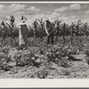 Mr. and Mrs. John M. Washam hoeing in their garden. Transylvania Project, Louisiana