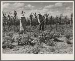 Mr. and Mrs. John M. Washam hoeing in their garden. Transylvania Project, Louisiana