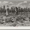 Mr. and Mrs. John M. Washam hoeing in their garden. Transylvania Project, Louisiana