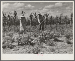 Mr. and Mrs. John M. Washam hoeing in their garden. Transylvania Project, Louisiana