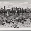 Mr. and Mrs. John M. Washam hoeing in their garden. Transylvania Project, Louisiana