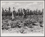 Mr. and Mrs. John M. Washam hoeing in their garden. Transylvania Project, Louisiana