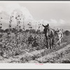 Mr. Thomas G. Smith cultivating in his garden. Transylvania Project, Louisiana