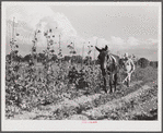 Mr. Thomas G. Smith cultivating in his garden. Transylvania Project, Louisiana