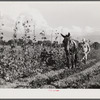 Mr. Thomas G. Smith cultivating in his garden. Transylvania Project, Louisiana