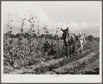 Mr. Thomas G. Smith cultivating in his garden. Transylvania Project, Louisiana