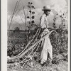 Mr. Thomas G. Smith lets his mule cool off while cultivating in his garden. Transylvania Project, Louisiana