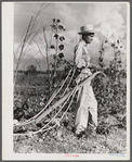 Mr. Thomas G. Smith lets his mule cool off while cultivating in his garden. Transylvania Project, Louisiana