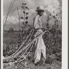 Mr. Thomas G. Smith lets his mule cool off while cultivating in his garden. Transylvania Project, Louisiana