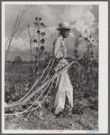 Mr. Thomas G. Smith lets his mule cool off while cultivating in his garden. Transylvania Project, Louisiana