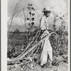 Mr. Thomas G. Smith lets his mule cool off while cultivating in his garden. Transylvania Project, Louisiana
