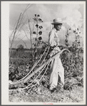 Mr. Thomas G. Smith lets his mule cool off while cultivating in his garden. Transylvania Project, Louisiana