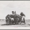 Loading hay on Transylvania Project, Louisiana