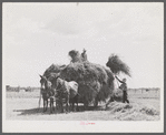 Loading hay on Transylvania Project, Louisiana