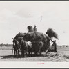 Loading hay on Transylvania Project, Louisiana