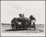 Loading hay on Transylvania Project, Louisiana