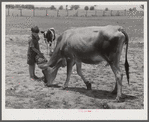 Willy D. Anglin's milk cow being fed by his son. Transylvania Project, Louisiana