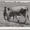 Willy D. Anglin's milk cow being fed by his son. Transylvania Project, Louisiana