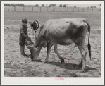 Willy D. Anglin's milk cow being fed by his son. Transylvania Project, Louisiana