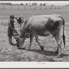 Willy D. Anglin's milk cow being fed by his son. Transylvania Project, Louisiana