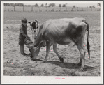 Willy D. Anglin's milk cow being fed by his son. Transylvania Project, Louisiana