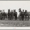 W.D. Anglin, H.H. Teague, and J.W. Brumley and their teams of mares. Transylvania Project, Louisiana