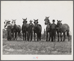 W.D. Anglin, H.H. Teague, and J.W. Brumley and their teams of mares. Transylvania Project, Louisiana