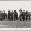 W.D. Anglin, H.H. Teague, and J.W. Brumley and their teams of mares. Transylvania Project, Louisiana